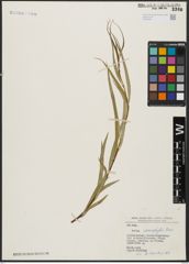 Foto von Salix acmophylla Boiss.